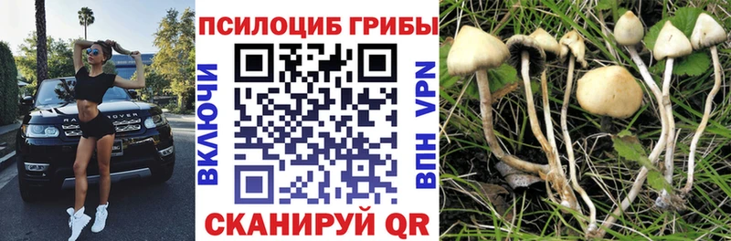 где найти   Заозёрск  Псилоцибиновые грибы Psilocybine cubensis 